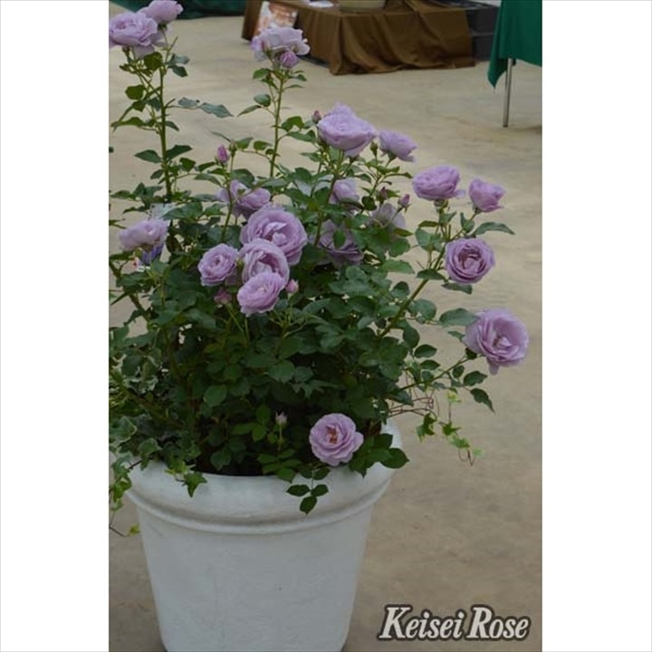 バラ苗　しのぶれど　2年苗、花付き 楽天市場】四季咲きバラ苗 【しのぶれど】 2年生大苗 【予約販売