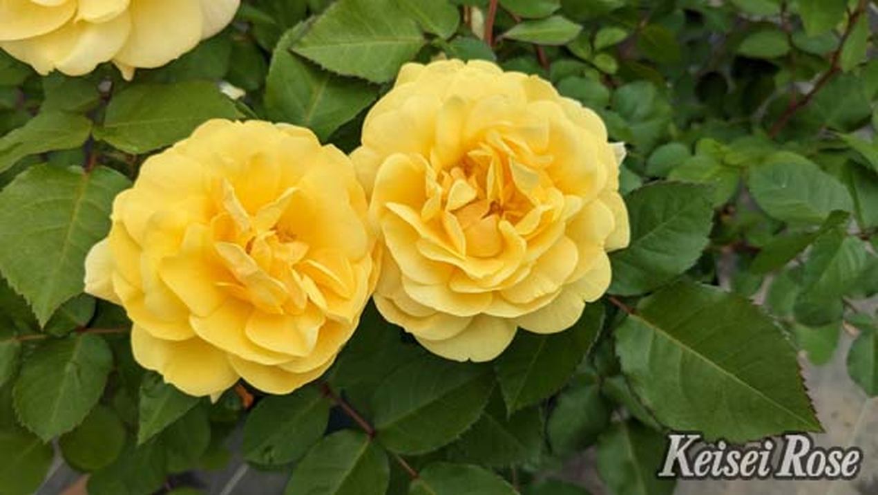 バラ大苗 スマイル・ハニー・ローズ/くまのプーさん 6号 京成バラ園芸