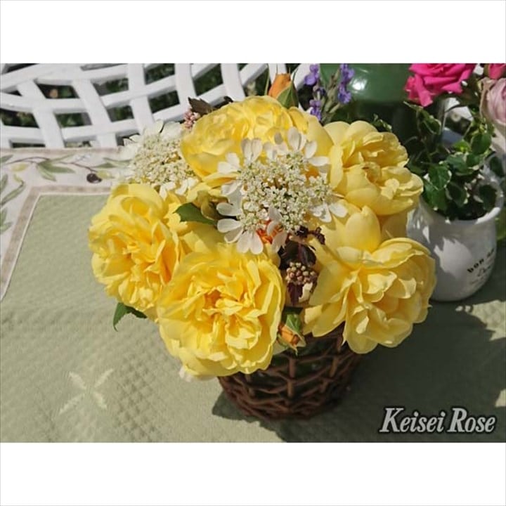 バラ大苗 スマイル・ハニー・ローズ/くまのプーさん 6号 京成バラ園芸