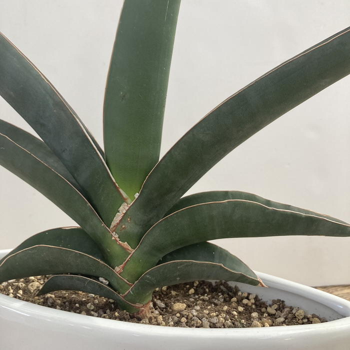 超希少　サンセベリア　ロブスター サンセベリア ロブスター 斑入り | ソレトナ植物店