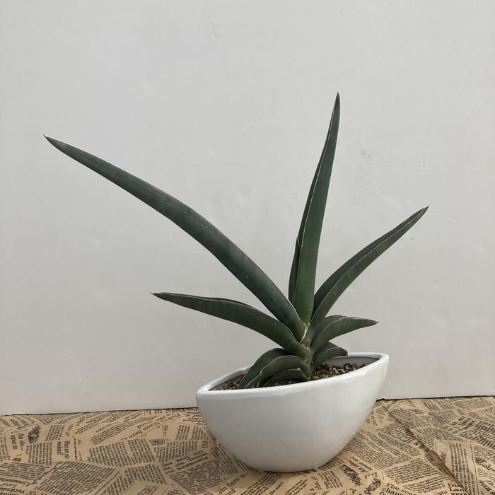 超希少　サンセベリア　ロブスター サンセベリア ロブスター 斑入り | ソレトナ植物店