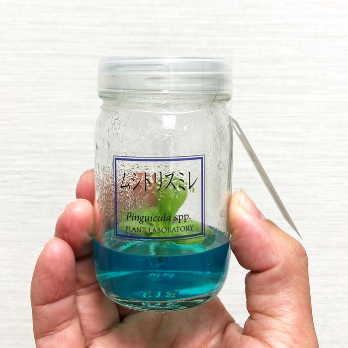 ビンの中で育む植物 植物ラボ ムシトリスミレ : Pinguicula spp. ブルー培地 ※お届けまでに最大14日|観葉07-TU