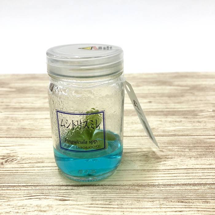 ビンの中で育む植物 植物ラボ ムシトリスミレ : Pinguicula spp. ブルー培地 ※お届けまでに最大14日|観葉07-TU