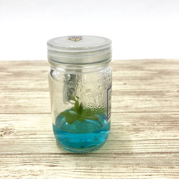 ビンの中で育む植物 植物ラボ ムシトリスミレ : Pinguicula spp. ブルー培地 ※お届けまでに最大14日|観葉07-TU
