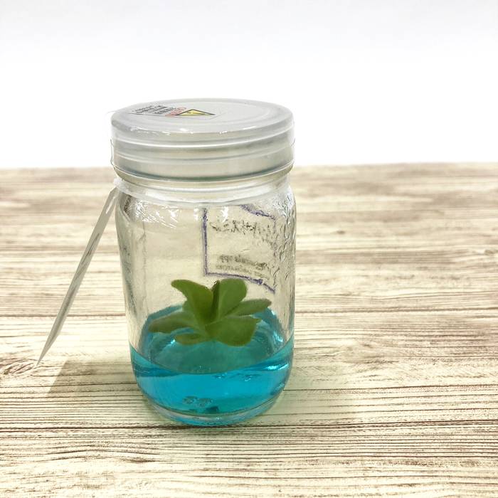 ビンの中で育む植物 植物ラボ ムシトリスミレ : Pinguicula spp. ブルー培地 ※お届けまでに最大14日|観葉07-TU