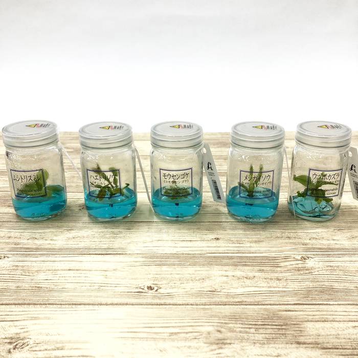 ビンの中で育む植物 植物ラボ ムシトリスミレ : Pinguicula spp. ブルー培地 ※お届けまでに最大14日|観葉07-TU