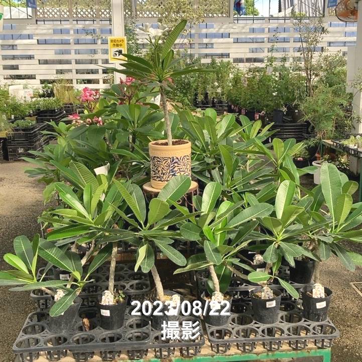 プルメリア オブツーサ シンガポールホワイト 4号 花芽なし