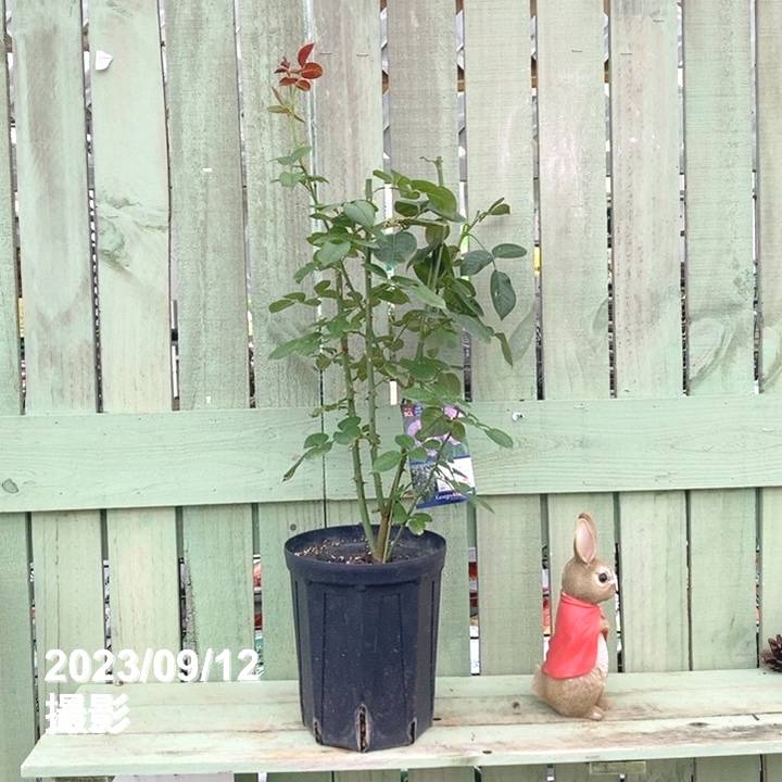 バラ中苗 アレキサンドラ・ダビッド・ニール 6号ロングスリット鉢