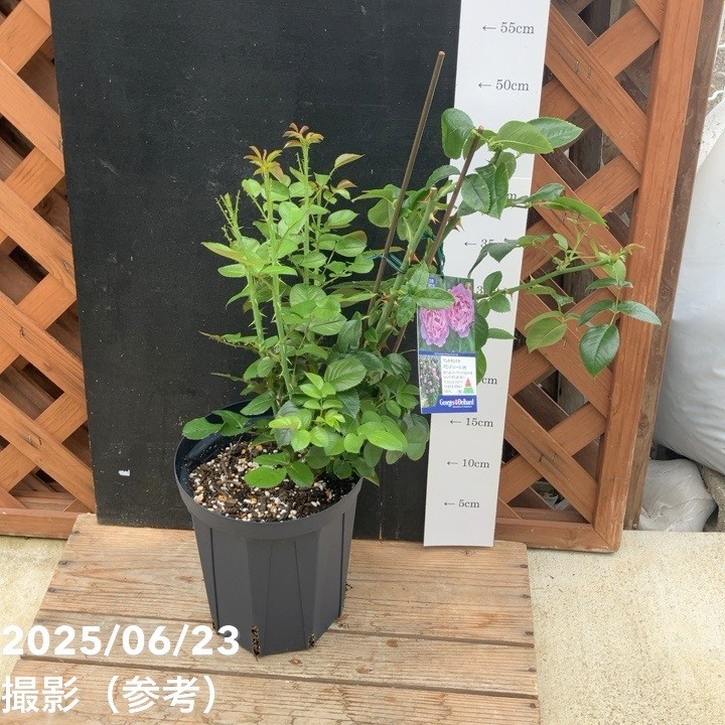 バラ中苗 アレキサンドラ・ダビッド・ニール 6号ロングスリット鉢