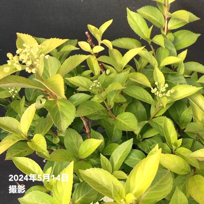 数量限定】PW ラグランジア クリスタルヴェール 7号スリット鉢｜花木03