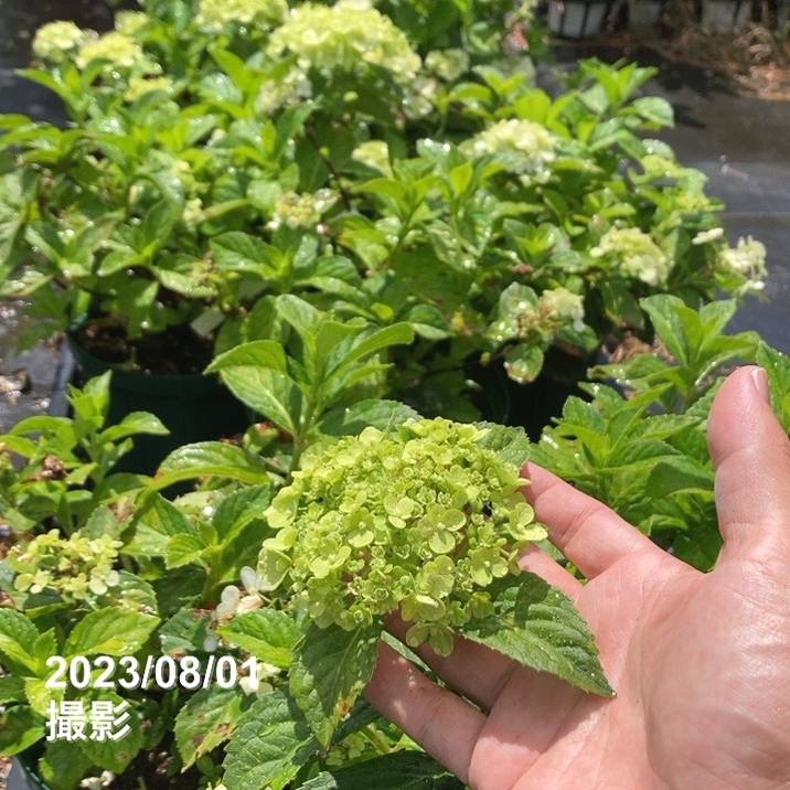 決算P5倍！8/2まで】【数量限定】PW ラグランジア クリスタルヴェール