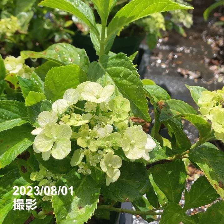 数量限定】PW ラグランジア クリスタルヴェール 7号スリット鉢｜花木03