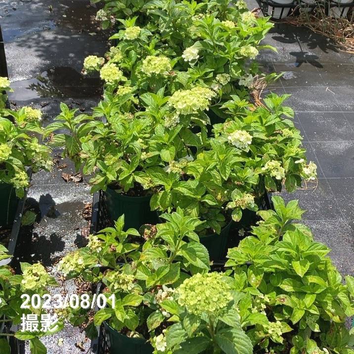 数量限定】PW ラグランジア クリスタルヴェール 7号スリット鉢｜花木03