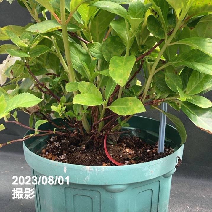 決算P5倍！8/2まで】【数量限定】PW ラグランジア クリスタルヴェール