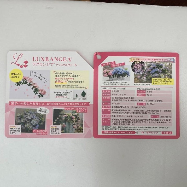 数量限定】PW ラグランジア クリスタルヴェール 7号スリット鉢｜花木03