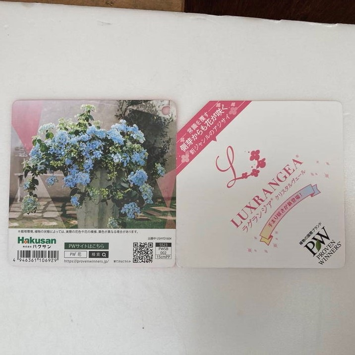 数量限定】PW ラグランジア クリスタルヴェール 7号スリット鉢｜花木03