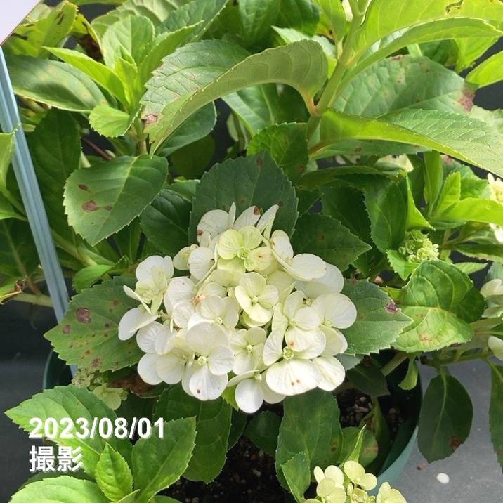 数量限定】PW ラグランジア クリスタルヴェール 7号スリット鉢｜花木03