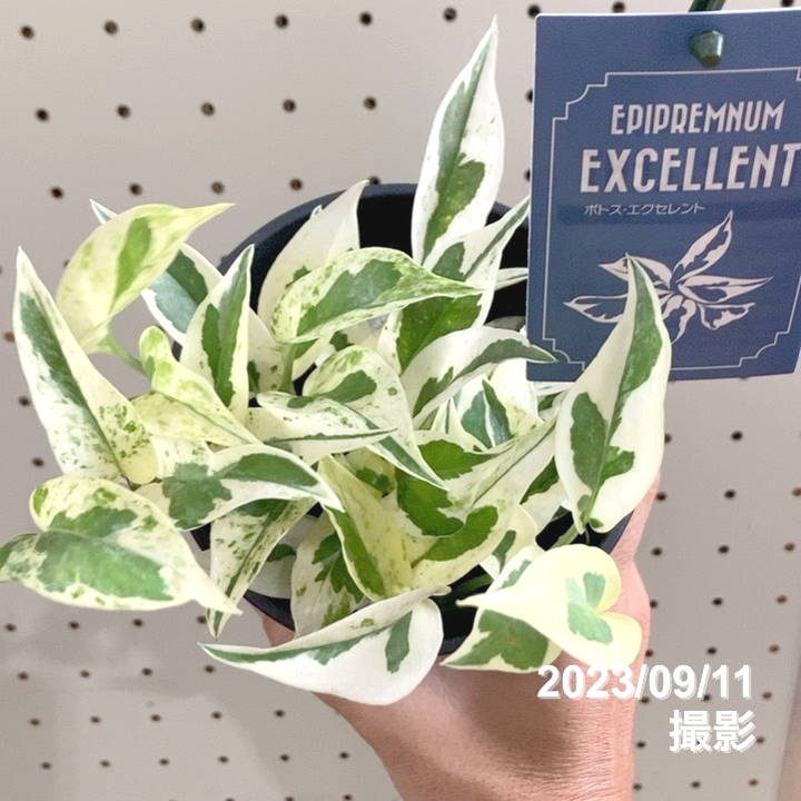 ★Rara★様 ポトスエクセレント6鉢メルカリ便 ☆Rara☆様 ポトスエクセレント6鉢メルカリ便