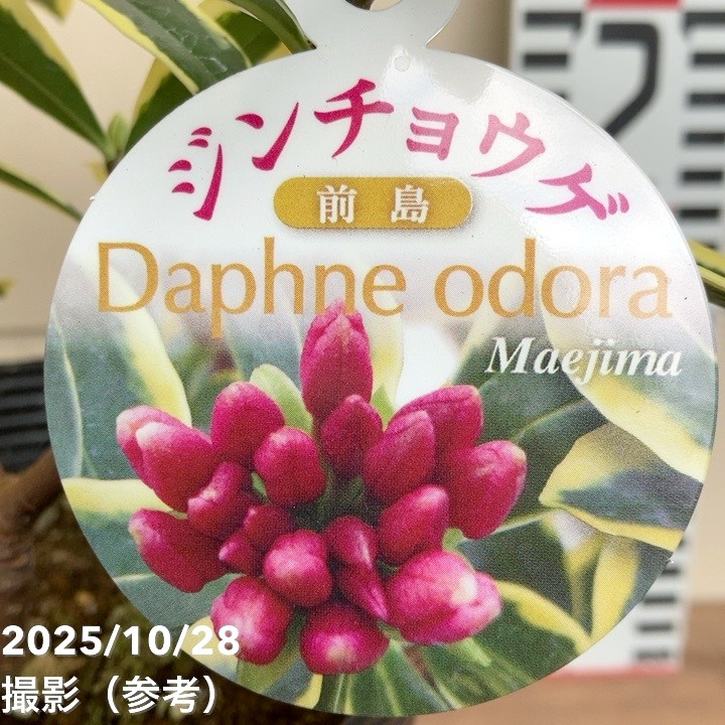 斑入り沈丁花 前島 5号｜花木04-PA | 花木・庭木 | 赤塚植物園