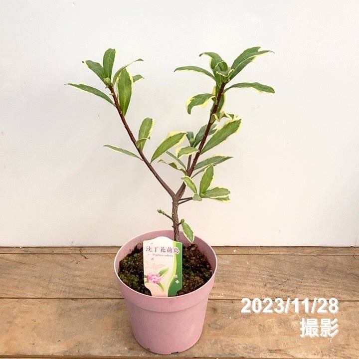 斑入り沈丁花 前島 5号｜花木04-PA | 花木・庭木 | 赤塚植物園