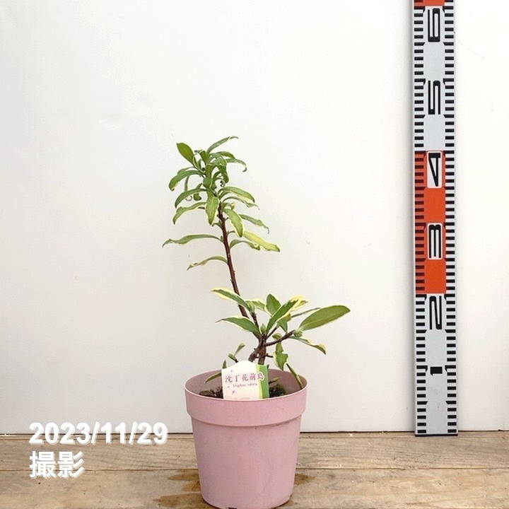 斑入り沈丁花 前島 5号｜花木04-PA | 花木・庭木 | 赤塚植物園
