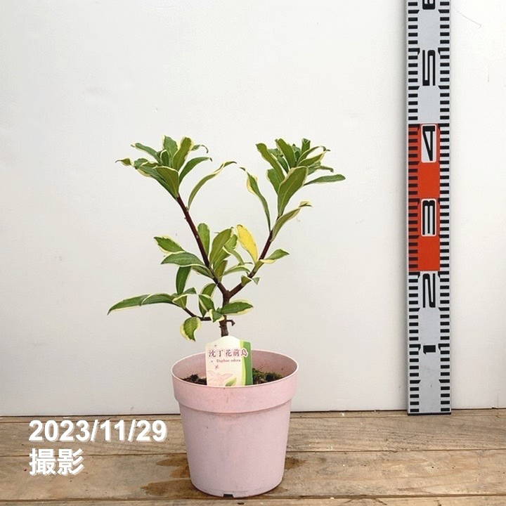 斑入り沈丁花 前島 5号｜花木04-PA | 花木・庭木 | 赤塚植物園