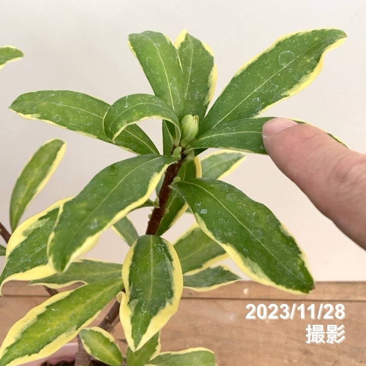 斑入り沈丁花 前島 5号｜花木04-PA | 花木・庭木 | 赤塚植物園