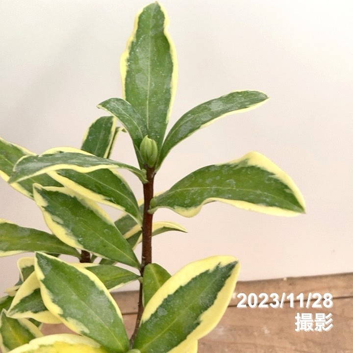 斑入り沈丁花 前島 5号｜花木04-PA | 花木・庭木 | 赤塚植物園
