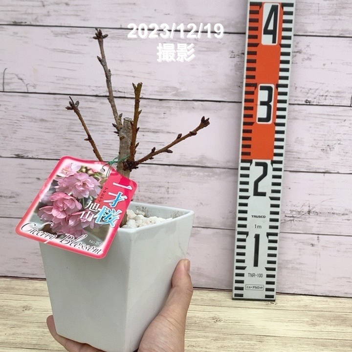 一才桜 旭山 5号四角陶器鉢｜花木10-TU | 花木・庭木,サクラ・梅