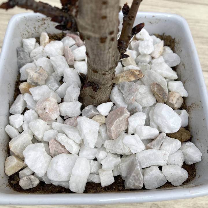 一才桜 旭山 5号四角陶器鉢｜花木10-TU | 花木・庭木,サクラ・梅