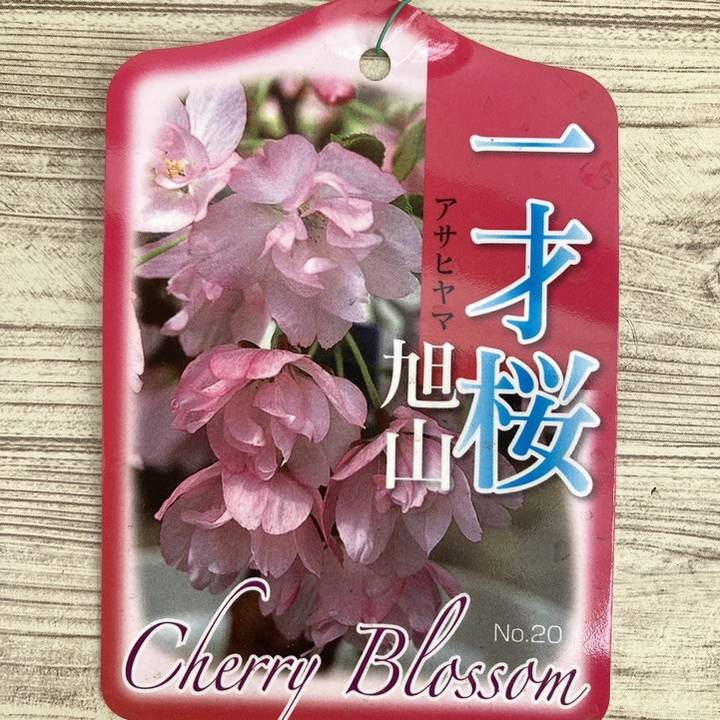 一才桜 旭山 5号四角陶器鉢｜花木10-TU | 花木・庭木,サクラ・梅