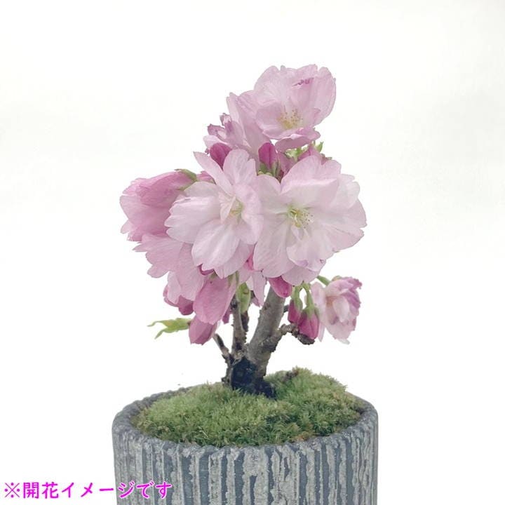 一才桜 旭山 5号四角陶器鉢｜花木10-TU | 花木・庭木,サクラ・梅