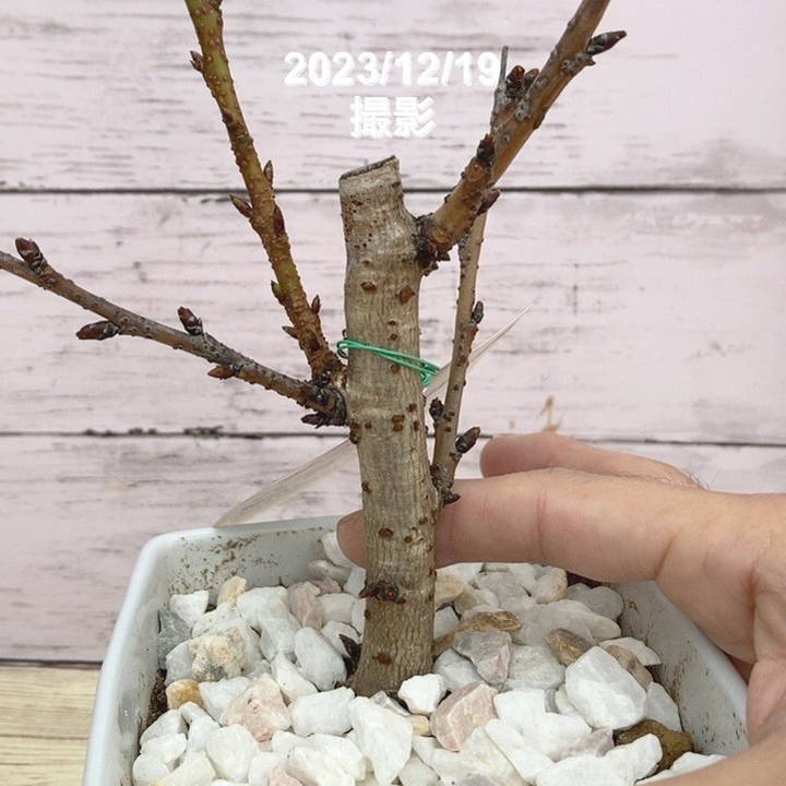 一才桜 旭山 5号四角陶器鉢｜花木10-TU | 花木・庭木,サクラ・梅