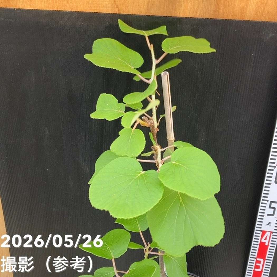 キウイフルーツ トムリ オス受粉樹用 5号ロングポット｜果樹04-PA