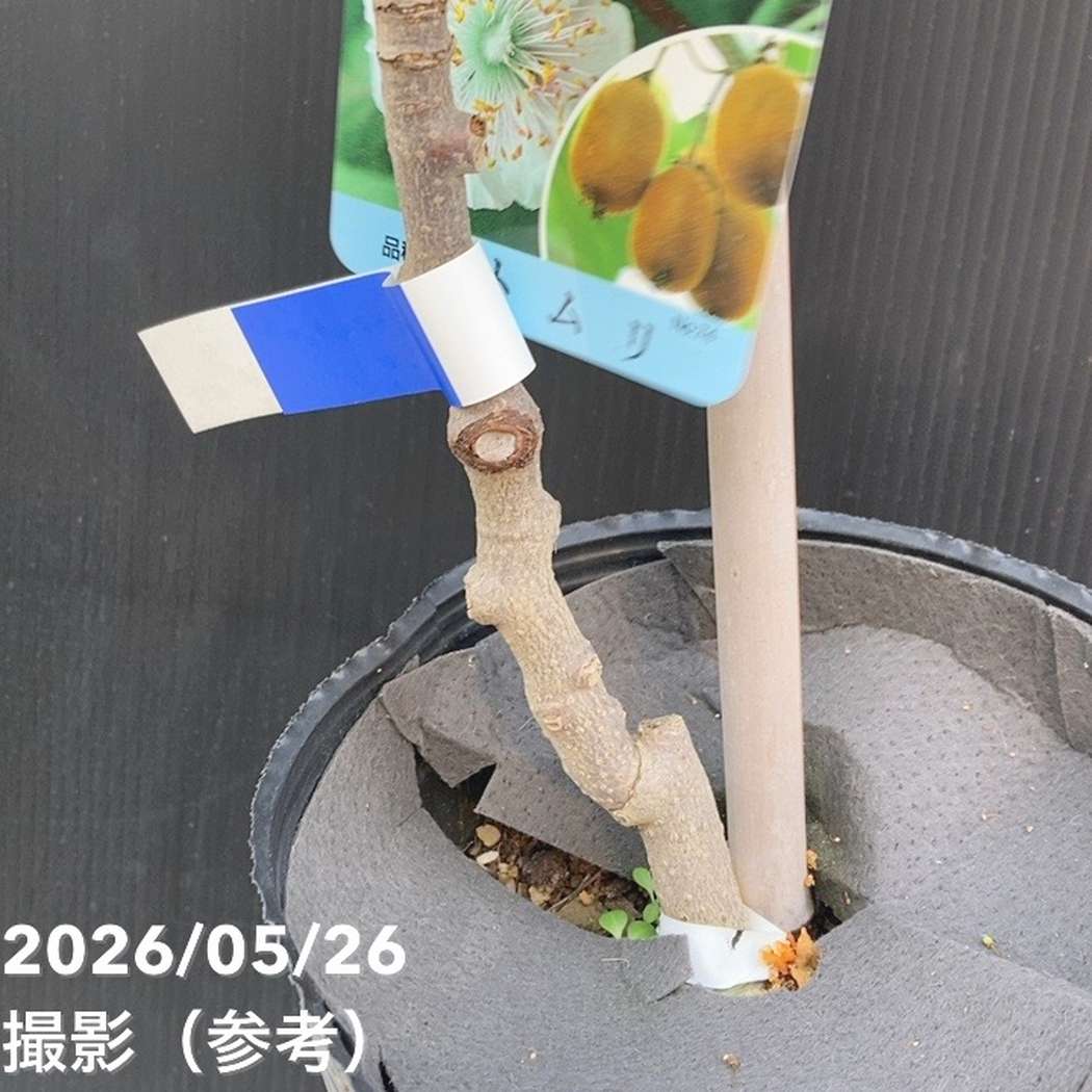 キウイフルーツ トムリ オス受粉樹用 5号ロングポット｜果樹04-PA