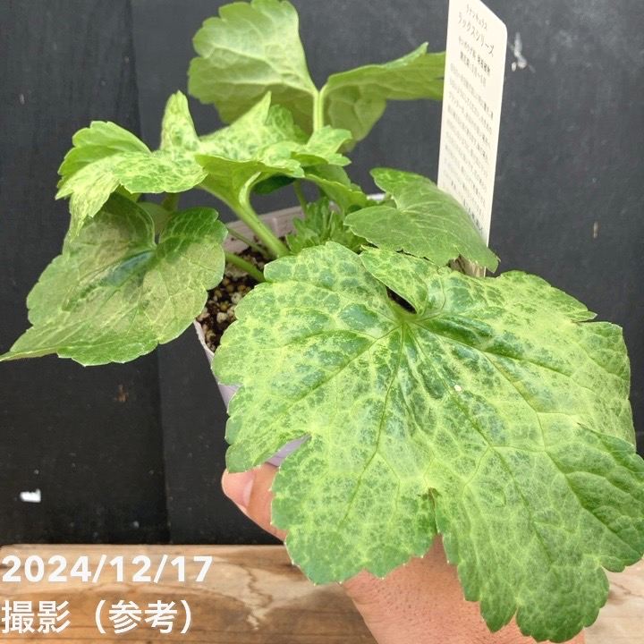 sathaia様専用□花苗ラナンキュラス ラックスシリーズ□アポロン