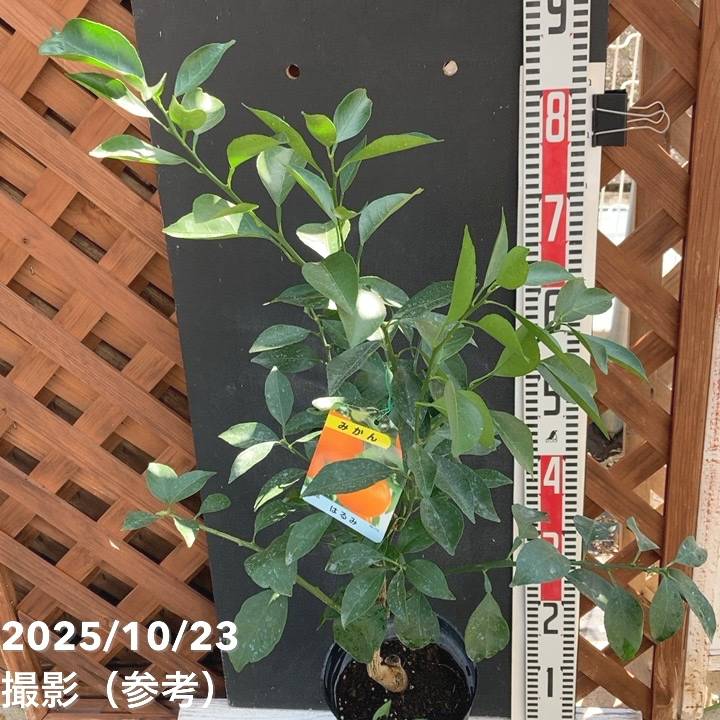 みかん はるみ 5号ロングポット 2年生苗 PVP｜柑橘｜果樹04-PA | 果樹