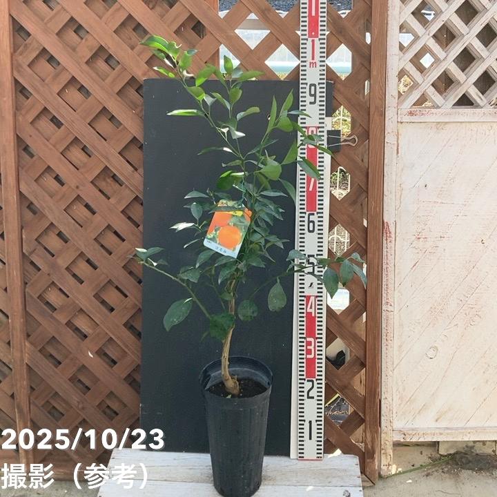 みかん はるみ 5号ロングポット 2年生苗 PVP｜柑橘｜果樹04-PA | 果樹