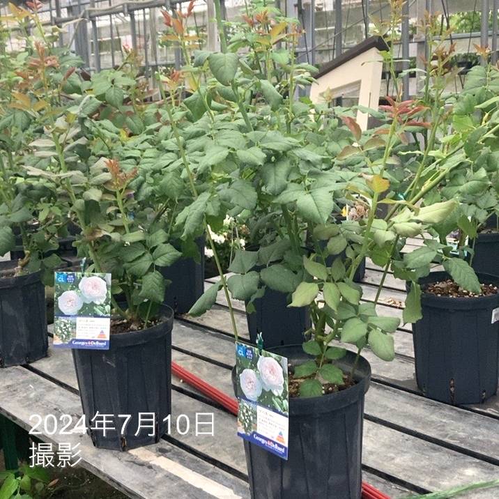 バラ中苗 マハネ 6号ロングスリット鉢 Delbard デルバール｜花木