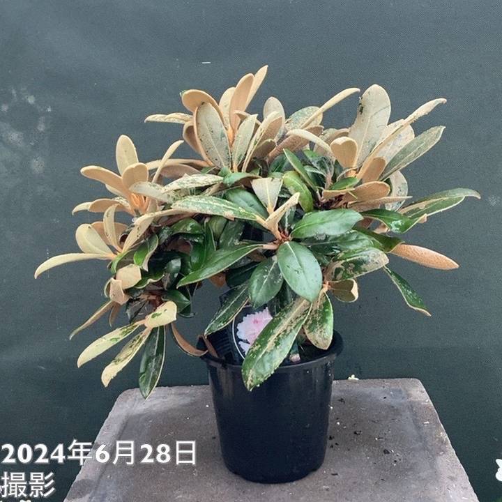 日本シャクナゲ 5号 屋久島｜花木03-D3 | 花木・庭木,シャクナゲ