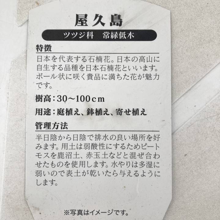 日本シャクナゲ 5号 屋久島｜花木03-D3 | 花木・庭木,シャクナゲ