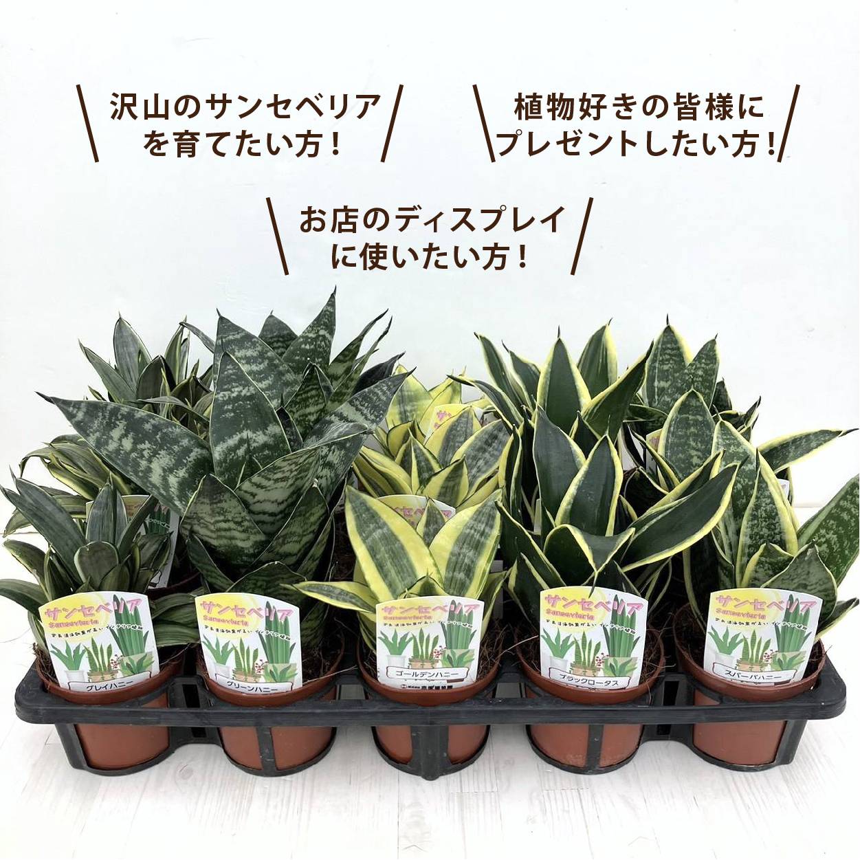 決算！ポイント5倍！7/31まで】【まとめ買い！】サンスベリア