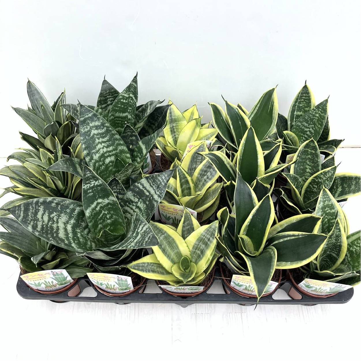 まとめ買い！】サンスベリア 3.5号 ハニーシーリーズ 5種×各3鉢セット