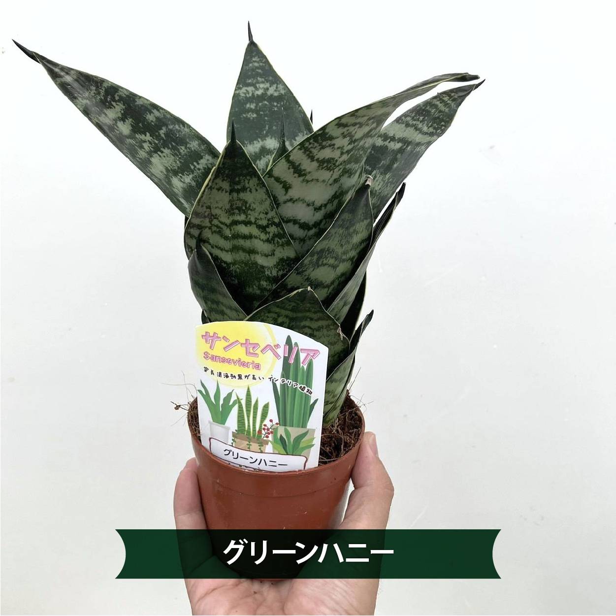 期間限定10％OFF！】【まとめ買い！】サンスベリア 3.5号 ハニー