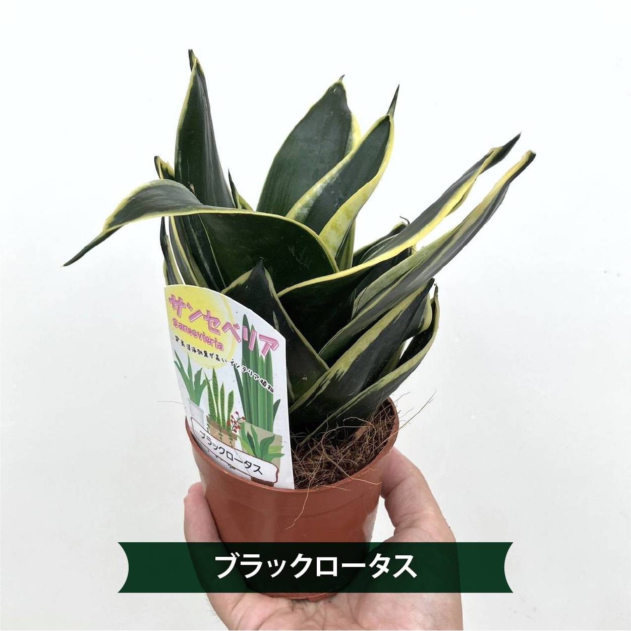 サンスベリア パテンス 斑入り byアンヤマニーガーデン サン