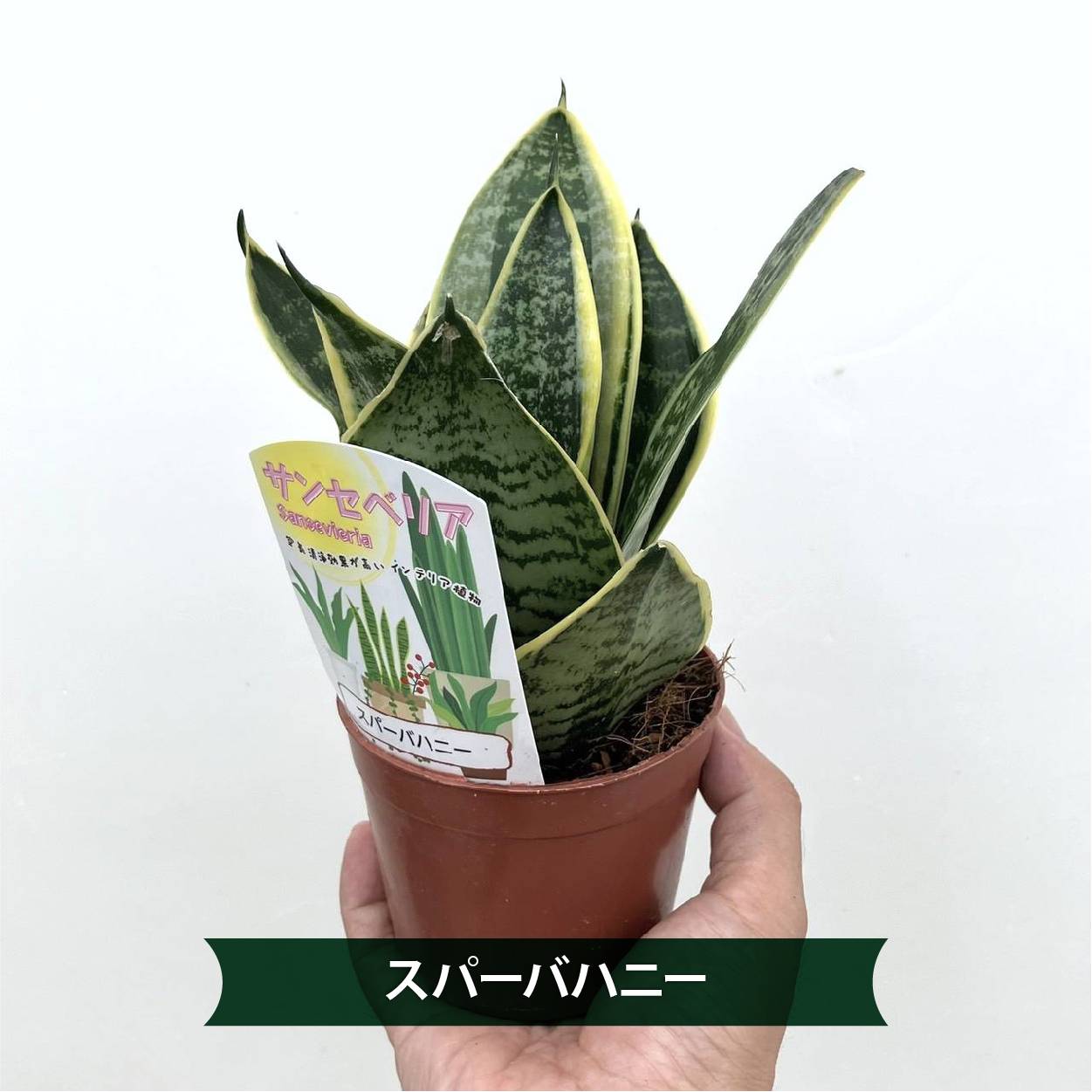 期間限定10％OFF！】【まとめ買い！】サンスベリア 3.5号 ハニー