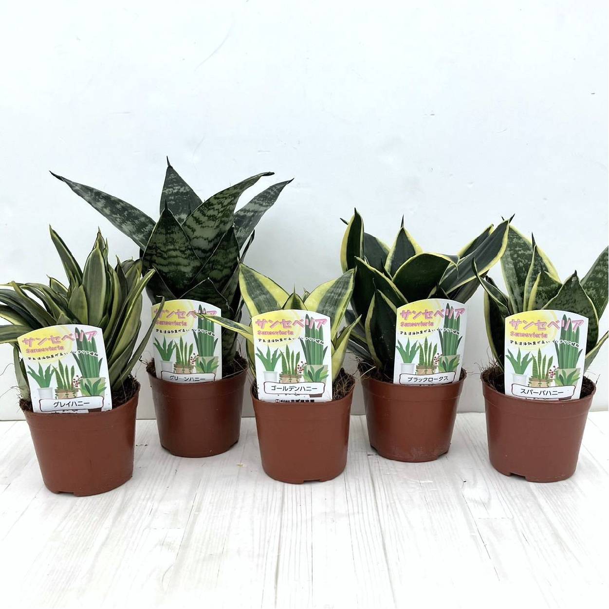 まとめ買い！】サンスベリア 3.5号 ハニーシーリーズ 5種×各3鉢セット