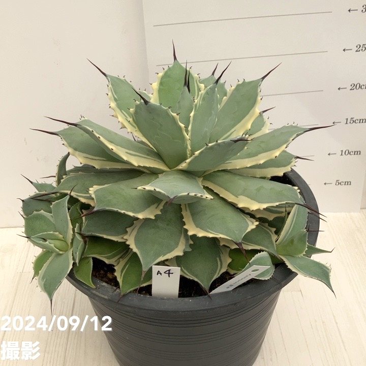 アガベ　ポタトルム　縞斑　子株 アガベポタトルム縞斑特選希少子株 アガベ ポタトルム 縞斑 子株