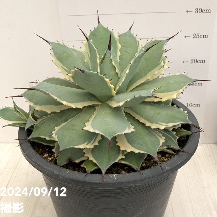 雷神の花 アガベ ポタトラム 多肉植物 アガベ：ポタトラム 雷神錦（らいじんにしき） 5号鉢植え23-02