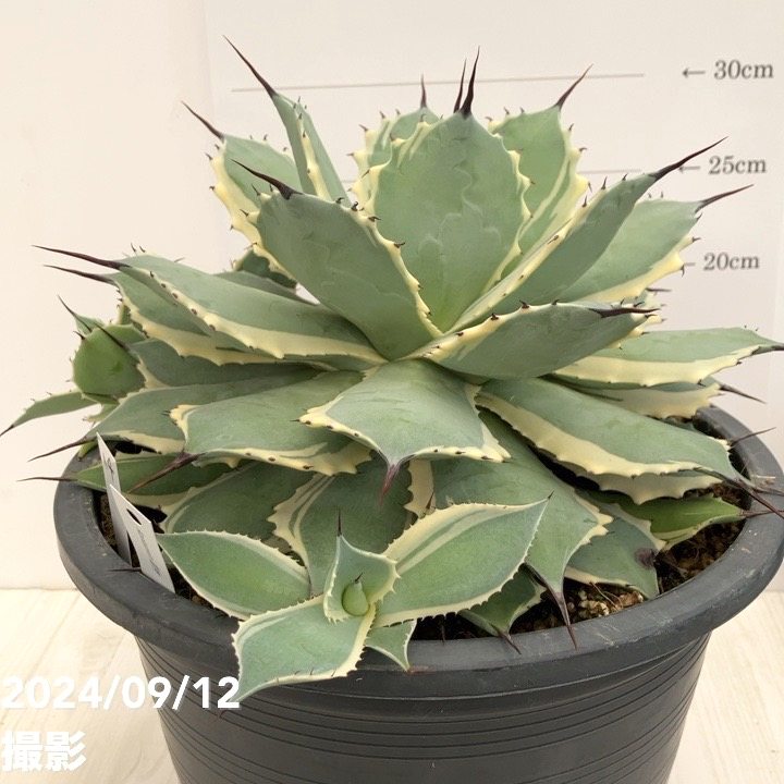 現品お届け】アガベ 8号 ポタトラム 雷神錦（子株付き）（A4